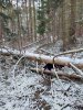 Vývraty
